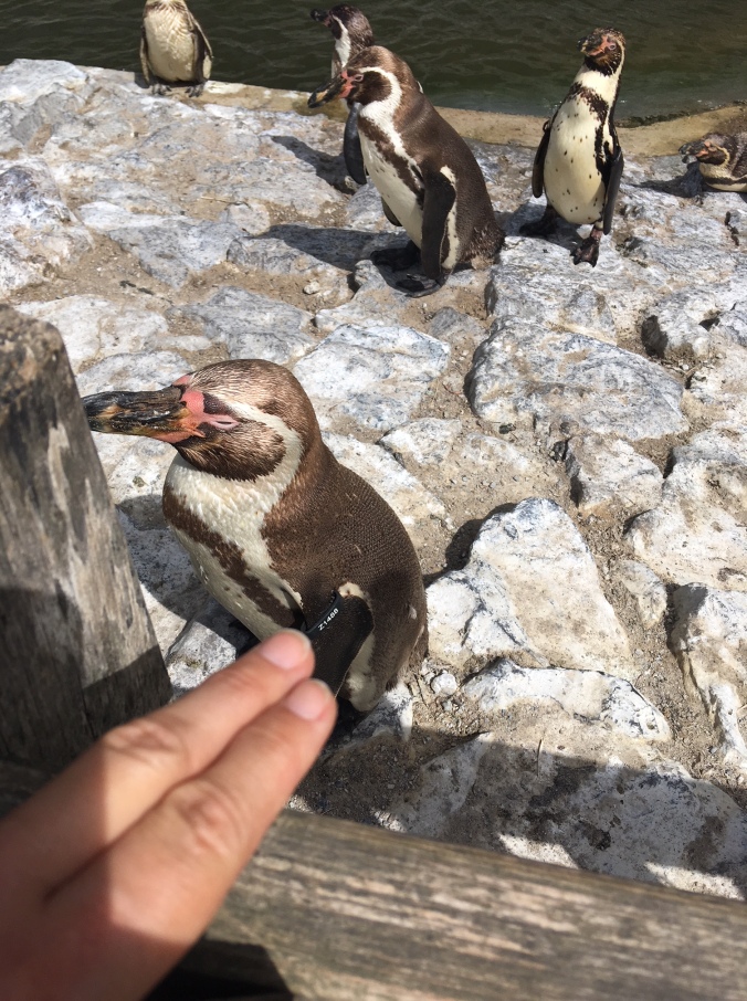 pinguin aanraken